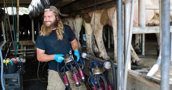 Milking cows at Bohanan Farm in Hopkinton, a CDFI-supported business..
